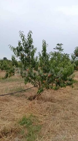 Satılır  torpaq 127 sot, Xaçmaz r., photo 1 from 9