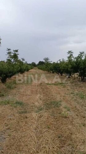 Satılır  torpaq 127 sot, Xaçmaz r., photo 5 from 9