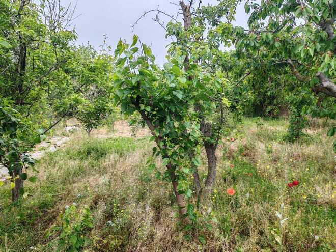 Satılır  torpaq 22 sot, Abşeron r., photo 12 from 26