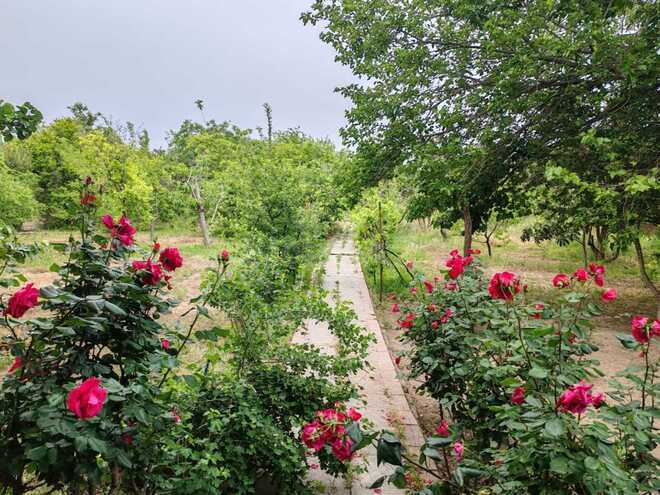 Satılır  torpaq 22 sot, Abşeron r., photo 1 from 26