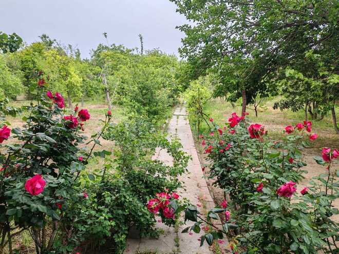 Satılır  torpaq 22 sot, Abşeron r., photo 23 from 26