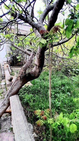 Satılır 4 otaqlı həyət evi/bağ evi 100 m², Biləcəri q., photo 14 from 24