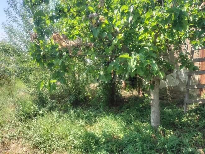 Satılır  torpaq 12 sot, Novxanı q., photo 17 from 21