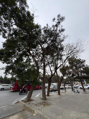 İcarəyə verilir  obyekt 30 m², Yasamal r., photo 6 from 8