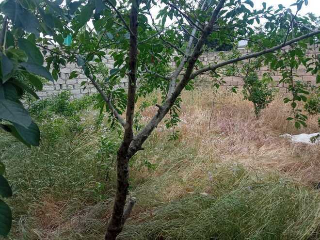Satılır 5 otaqlı həyət evi/bağ evi 120 m², Buzovna q., photo 15 from 17