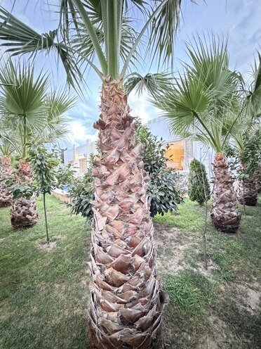 Satılır 6 otaqlı həyət evi/bağ evi 285 m², Mərdəkan q., photo 6 from 30
