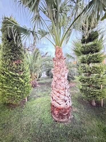 Satılır 6 otaqlı həyət evi/bağ evi 285 m², Mərdəkan q., photo 7 from 30