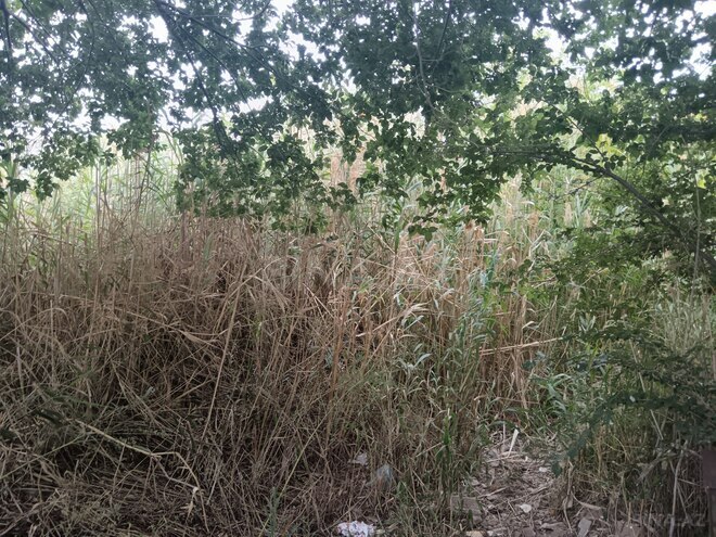 Продаётся  участок 5 сот, пос. Баилова, photo 5 from 6