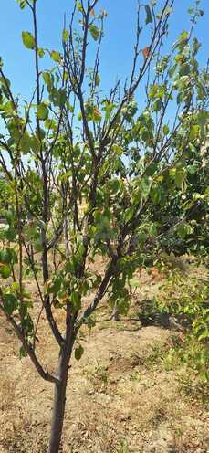 Продаётся  участок 5.5 сот, photo 18 from 32