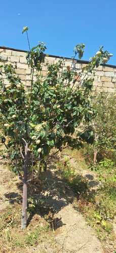 Продаётся  участок 5.5 сот, photo 7 from 32