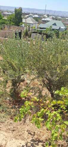 Продаётся  участок 5.5 сот, photo 13 from 32