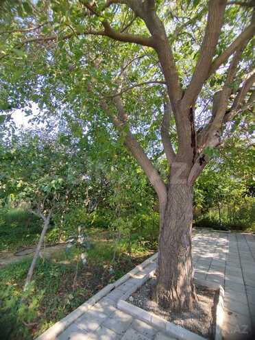 Satılır 3 otaqlı həyət evi/bağ evi 120 m², photo 6 from 17