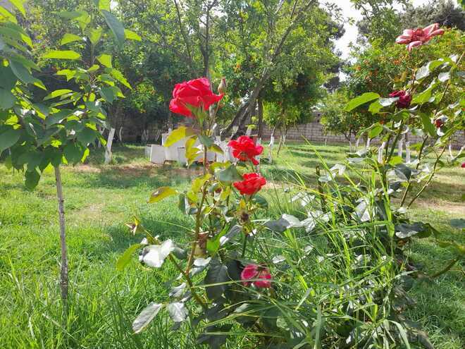 Satılır 3 otaqlı həyət evi/bağ evi 104 m², Ramana q., photo 28 from 32