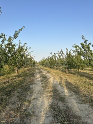 Satılır  torpaq 200 sot, Xaçmaz r., photo 11 from 12