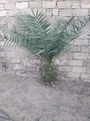 Продаётся  участок 7 сот, пос. Бузовна, photo 5 from 8