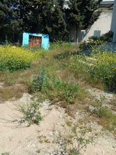 Satılır  torpaq 9 sot, Badamdar q., photo 1 from 10
