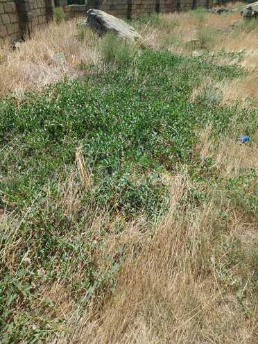 Satılır  torpaq 6 sot, Badamdar q., photo 3 from 6
