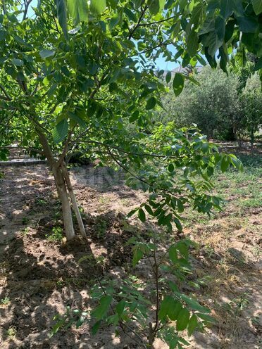 Satılır  torpaq 12 sot, Görədil q., photo 14 from 15