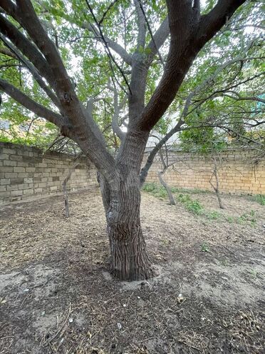 Satılır 3 otaqlı həyət evi/bağ evi 85 m², Novxanı q., photo 6 from 28