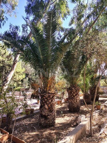 Satılır 7 otaqlı həyət evi/bağ evi 170 m², Nardaran q., photo 1 from 6