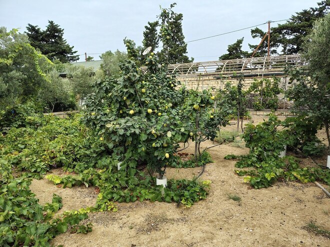 Продается  участок 12 сот, пос. Нардаран, photo 11 from 12