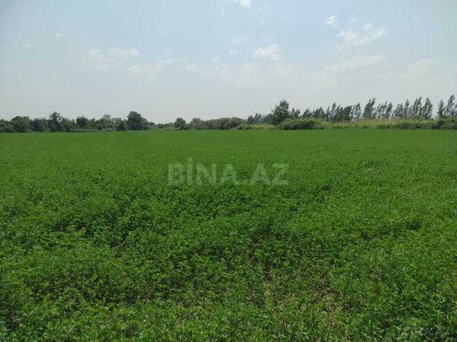 Satılır  torpaq 237 sot, photo 1 from 11