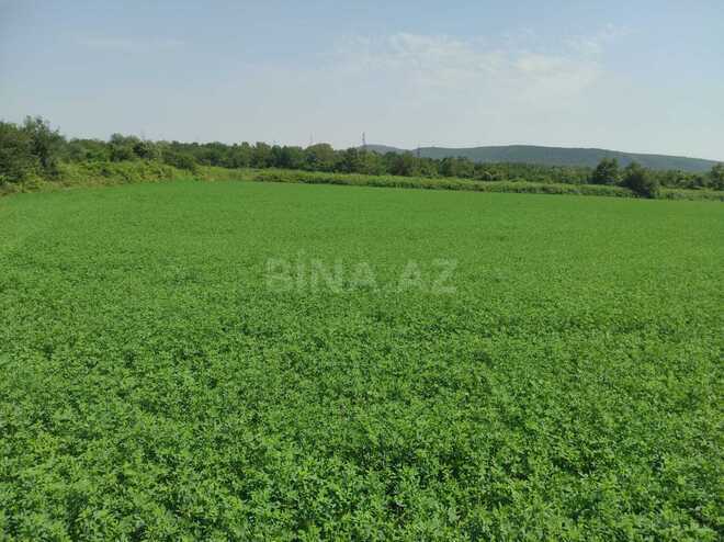 Satılır  torpaq 237 sot, photo 8 from 11