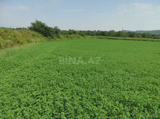 Satılır  torpaq 237 sot, photo 10 from 11