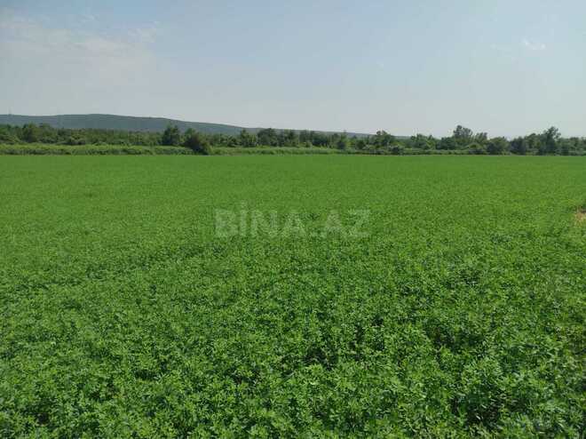 Satılır  torpaq 237 sot, photo 7 from 11