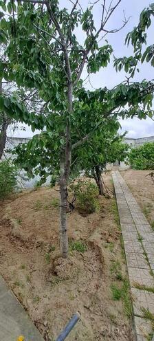 Сдаётся  объект 250 м², м. Кара Караев, photo 6 from 25