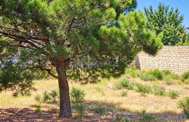 Satılır  torpaq 40 sot, Badamdar q., photo 10 from 14