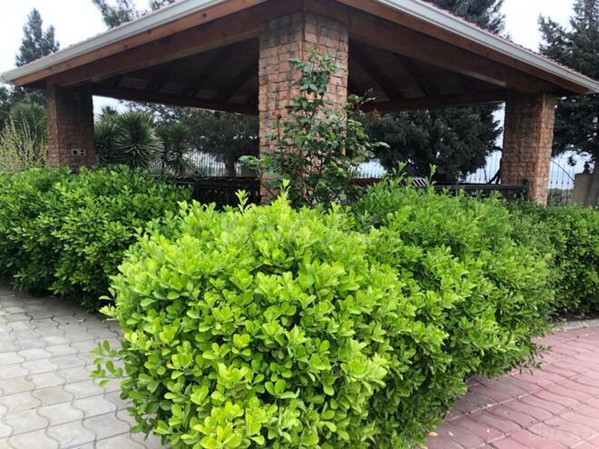 Satılır 7 otaqlı həyət evi/bağ evi 600 m², Şıxov q., photo 7 from 32