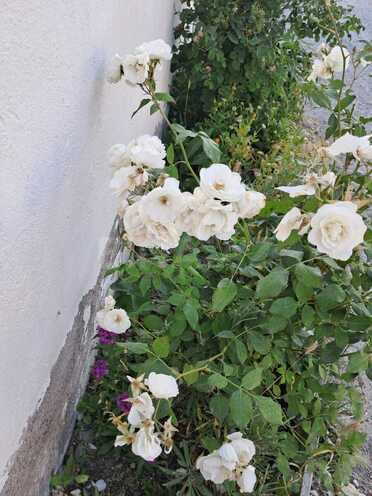 Satılır 4 otaqlı həyət evi/bağ evi 145 m², Masazır q., photo 24 from 31