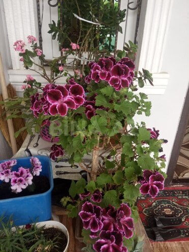 Satılır 4 otaqlı həyət evi/bağ evi 145 m², Masazır q., photo 22 from 31