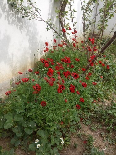 Satılır 4 otaqlı həyət evi/bağ evi 145 m², Masazır q., photo 23 from 31
