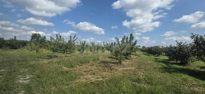 Продаётся  участок 300 сот, Хачмазский р., photo 5 from 18