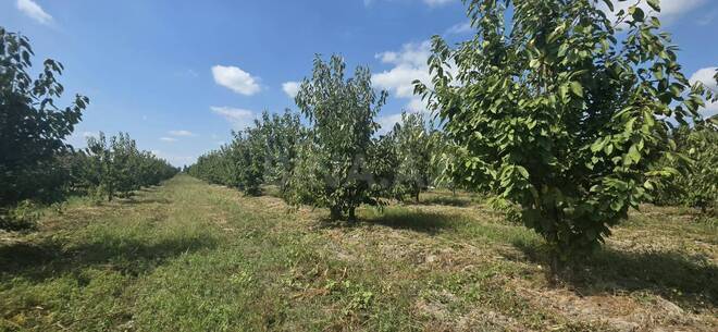 Продаётся  участок 300 сот, Хачмазский р., photo 4 from 18