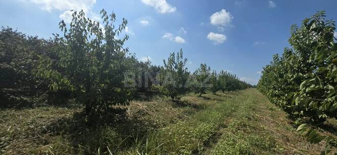 Продаётся  участок 300 сот, Хачмазский р., photo 12 from 18