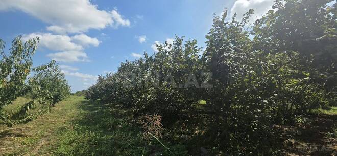 Продаётся  участок 300 сот, Хачмазский р., photo 16 from 18