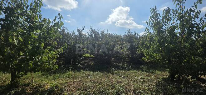 Продаётся  участок 300 сот, Хачмазский р., photo 11 from 18