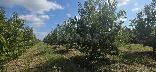 Продаётся  участок 300 сот, Хачмазский р., photo 14 from 18