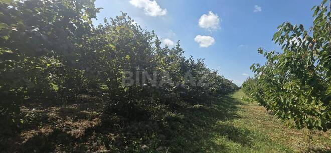 Продаётся  участок 300 сот, Хачмазский р., photo 15 from 18