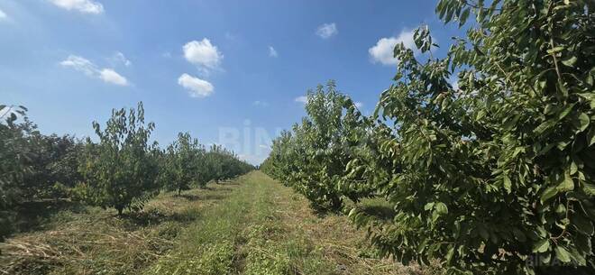 Продаётся  участок 300 сот, Хачмазский р., photo 10 from 18