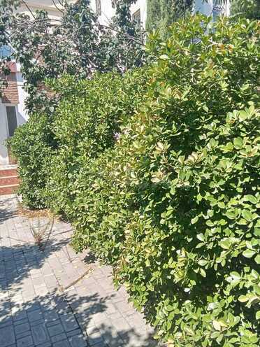Продаётся  участок 2.7 сот, м. Шах Исмаил Хатаи, photo 9 from 19