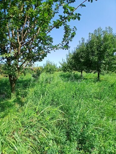 Satılır  torpaq 55 sot, photo 7 from 23