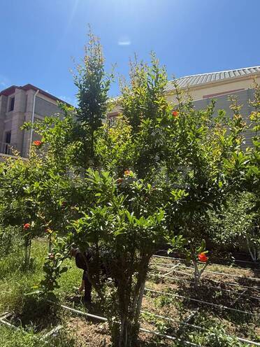 Satılır 4 otaqlı həyət evi/bağ evi 257 m², Albalılıq q., photo 25 from 32