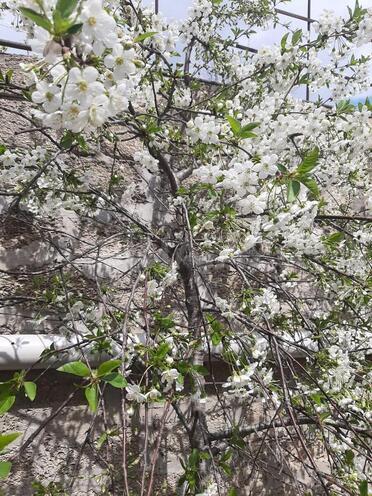 İcarəyə verilir 3 otaqlı həyət evi/bağ evi 90 m², Əhmədli m., photo 12 from 13
