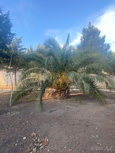 Satılır  torpaq 14 sot, Mərdəkan q., photo 5 from 7