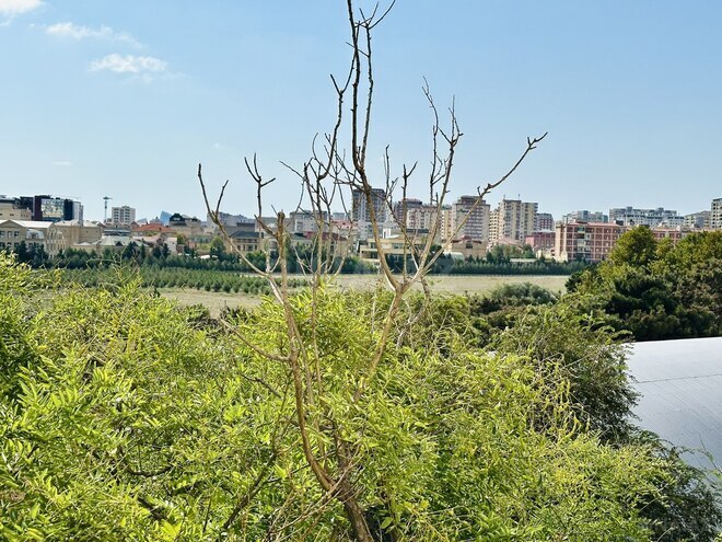 Продаётся 3-комн. вторичка 100 м², м. Гянджлик, photo 22 from 25