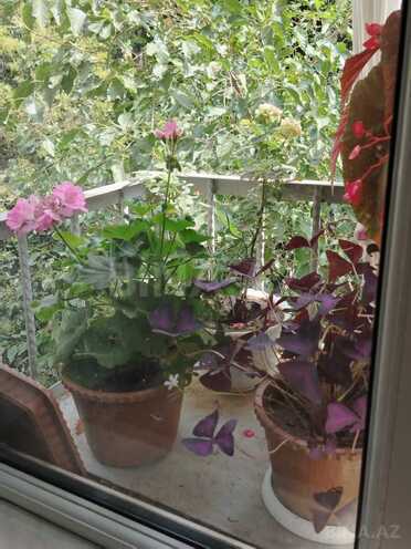 Продается 2-комн. вторичка 55 м², м. 20 января, photo 3 from 32